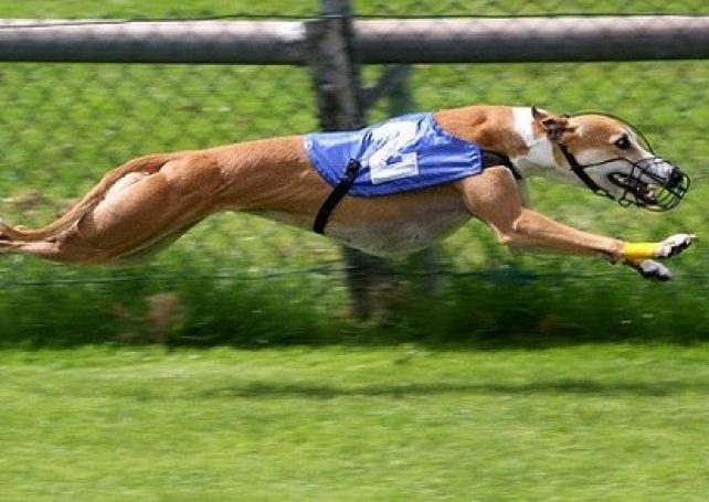 Macau Canidrome Chief vet reveals importing of dogs in “death trade”