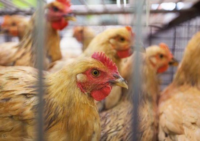 Chicken vendors test negative for avian flu in Macau
