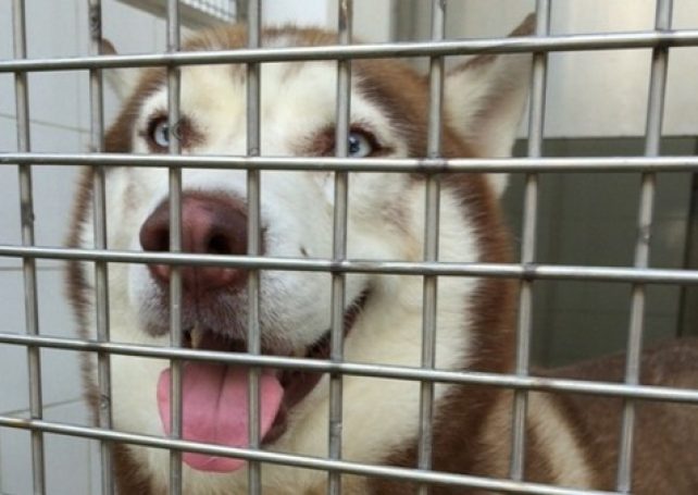 186 pets adopted from ANIMA Macau in 2015