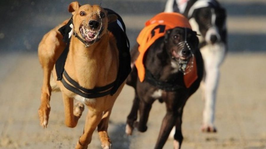 Anima organizes round table discussions to protect greyhounds in Macau