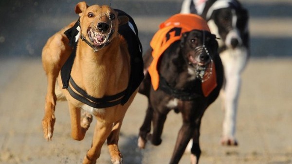 Anima organizes round table discussions to protect greyhounds in Macau
