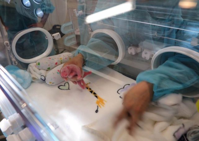 Macau government hopes panda cubs will meet public in 6 months