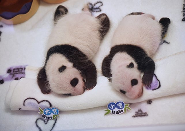 Macau’s panda twins grow well