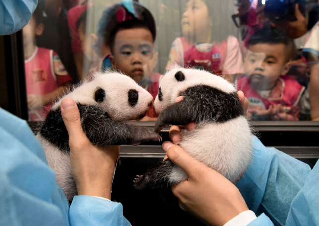 Macau government names panda twins Kin Kin & Hong Hong