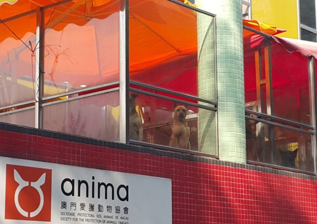 Anima plans sending Macau’s greyhounds to Portugal