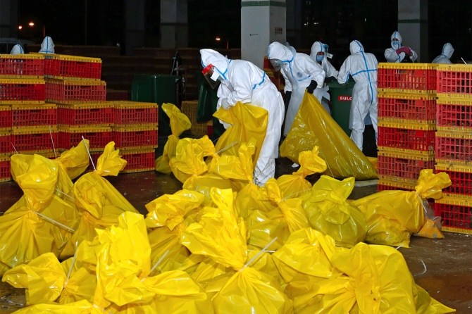 Live poultry imports to cease in Macau
