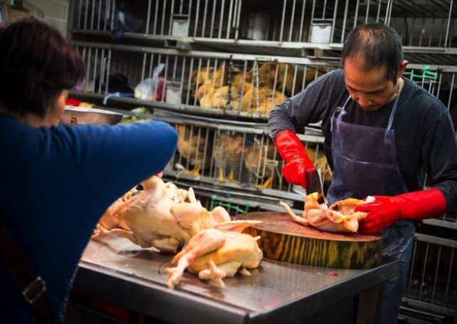 Government pays MOP 3.9 million in compensation to live poultry suppliers
