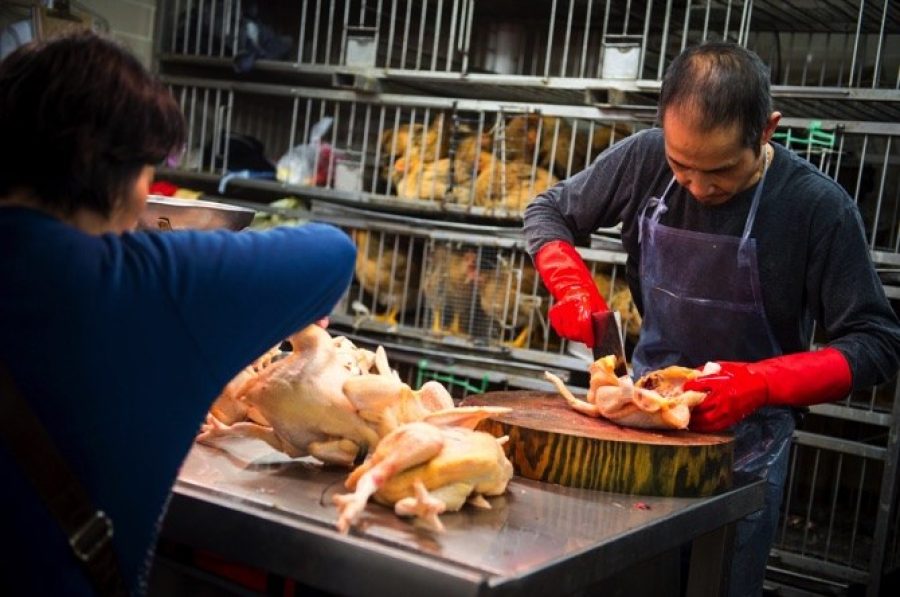 Government pays MOP 3.9 million in compensation to live poultry suppliers