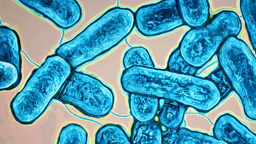 Sands co-operates with govt on legionnaires’ disease