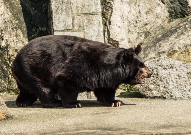 Government wants to move Bobo to new home ‘to enjoy old age’