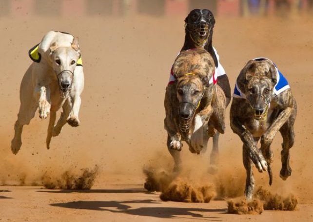 Anima wants dog racetrack for a year