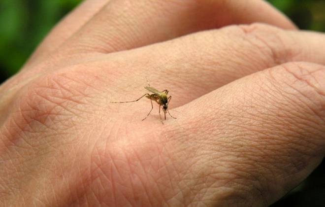 Local dengue cases rise to three