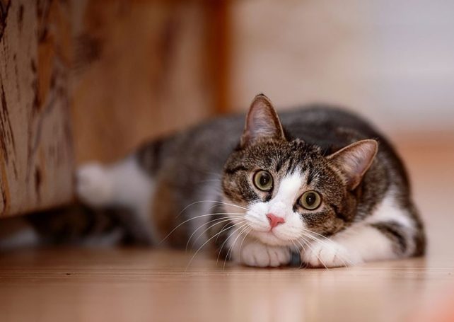 Typhoon Hato damages Cats’ Paradise in Coloane