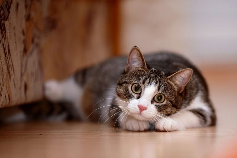 Typhoon Hato damages Cats’ Paradise in Coloane