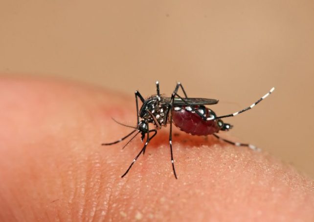 First local dengue case this year confirmed