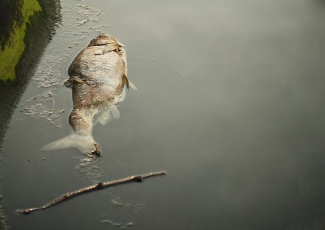 3 tonnes of dead fish found in Macau’s coastal waters