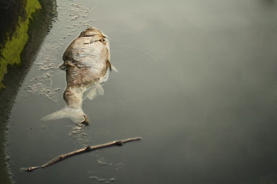 3 tonnes of dead fish found in Macau’s coastal waters