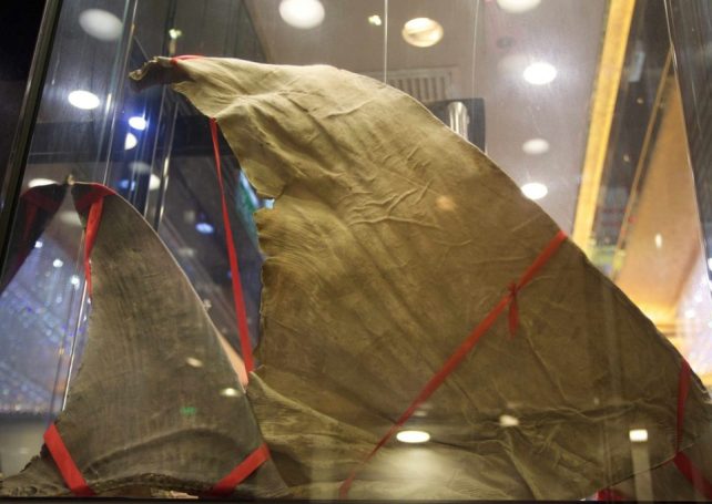 Macau shark fin imports from Hong Kong increased by 62% in 2016