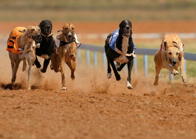 Angela Leong says racetrack will ‘properly handle’ its dogs