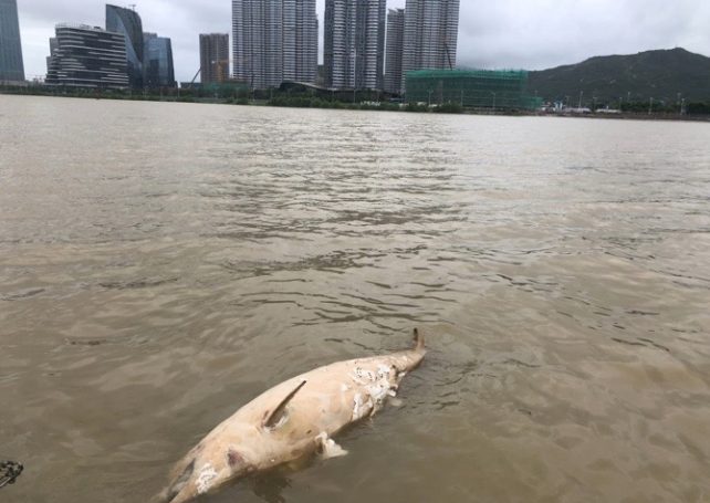 Dead dolphin found off Taipa, 2nd case in 5 days