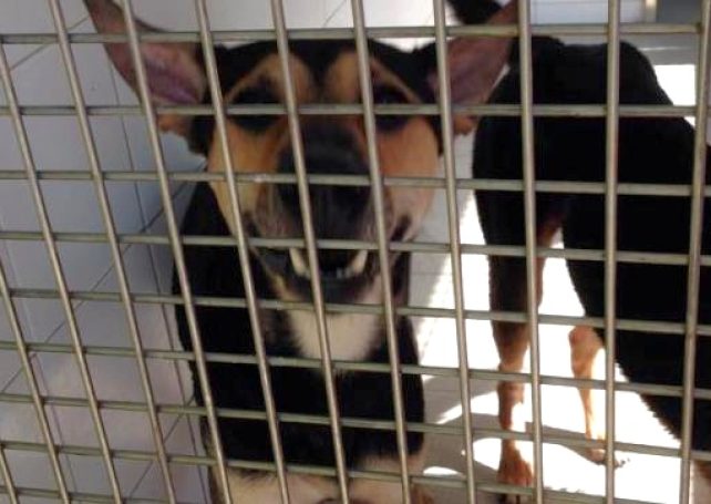 IAM opposes capture-neuter-release strategy for strays