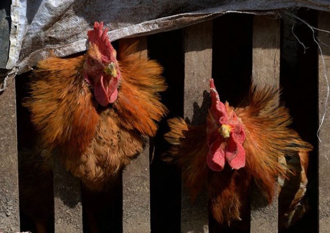 Government said Macau’s 8th coronavirus case could be imported and not local