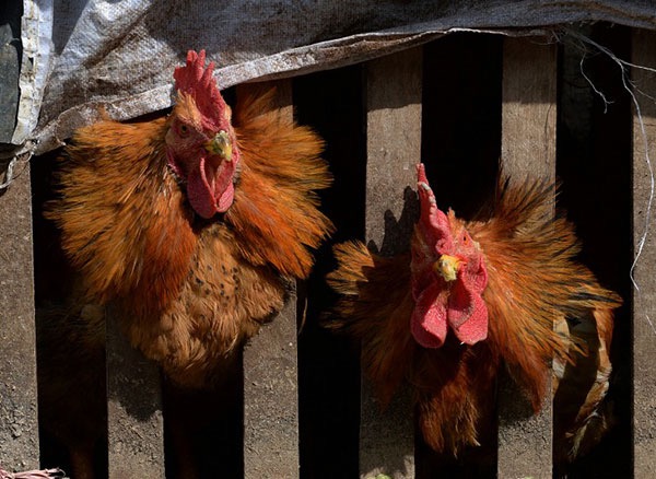 Government said Macau’s 8th coronavirus case could be imported and not local