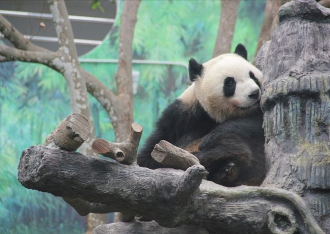 Local-born pandas ‘Jianjian’ & ‘Kangkang’ will become ‘adults’ next year