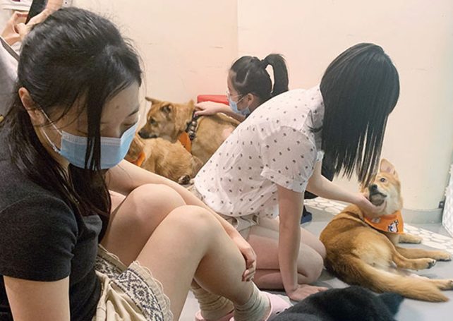 Group holds 2nd ‘Caring Adoption Day’ during COVID-19 epidemic