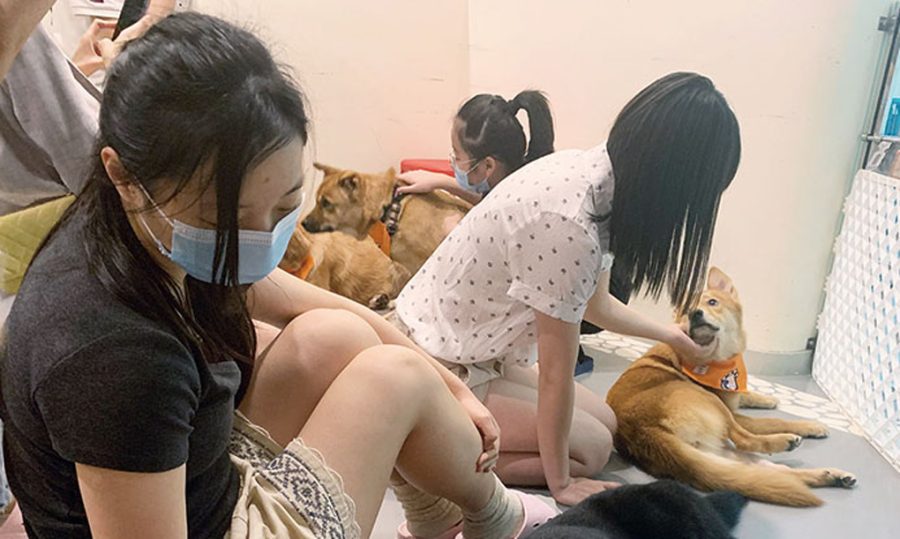 Group holds 2nd ‘Caring Adoption Day’ during COVID-19 epidemic