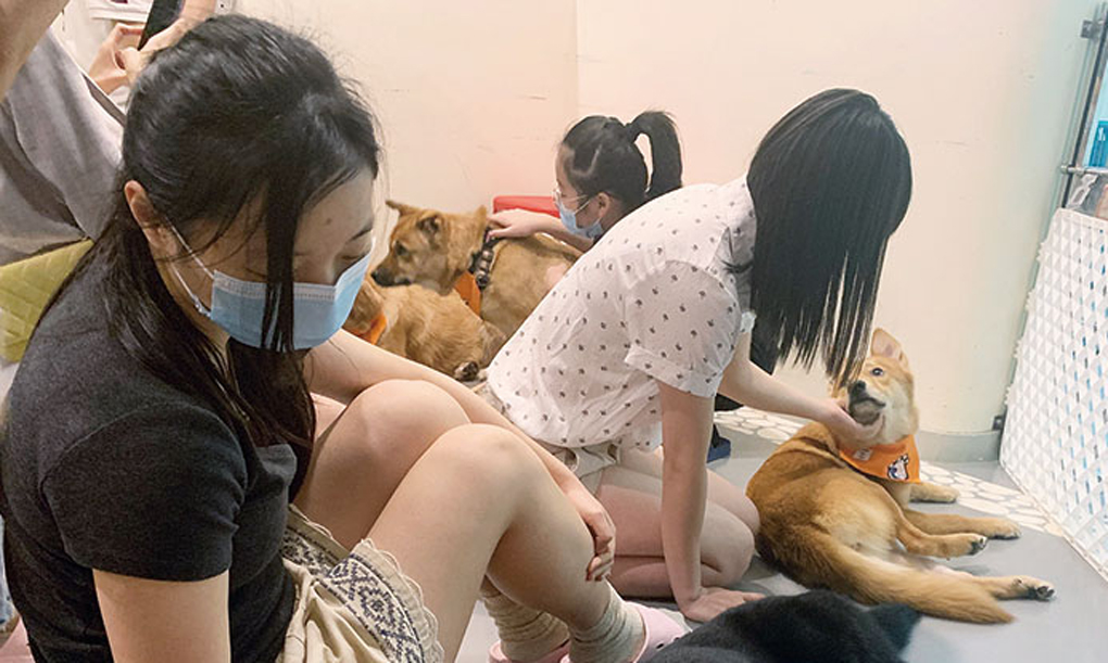 Group holds 2nd ‘Caring Adoption Day’ during COVID-19 epidemic