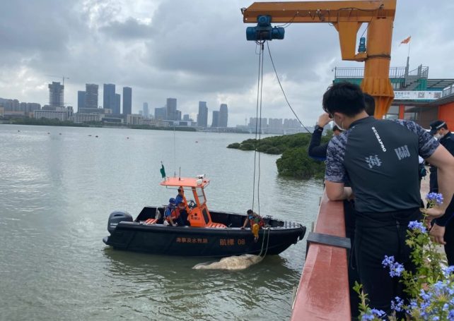 Dolphin carcass found off Coloane shore