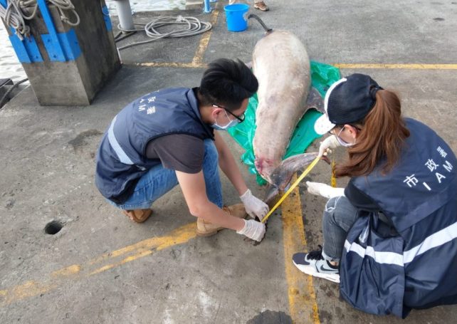 Another cetacean found on city’s shore