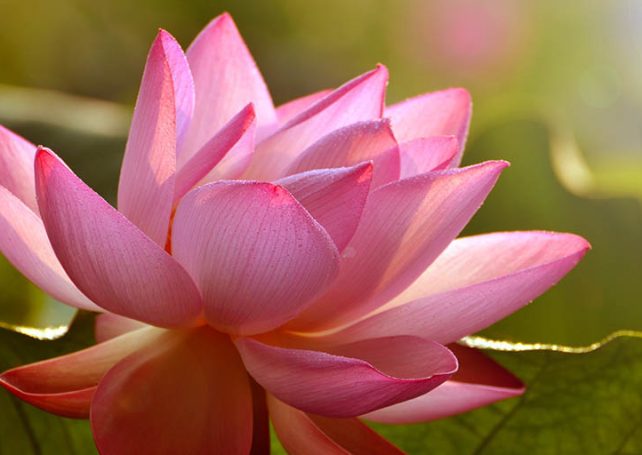 IAM to hold 20th Lotus Flower Festival & 39th Green Week from tomorrow
