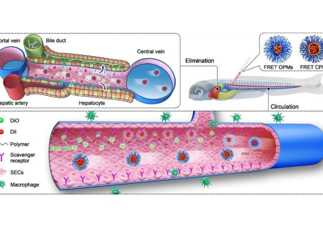 UM reports breakthrough in nanomedicines’ biofate in vivo