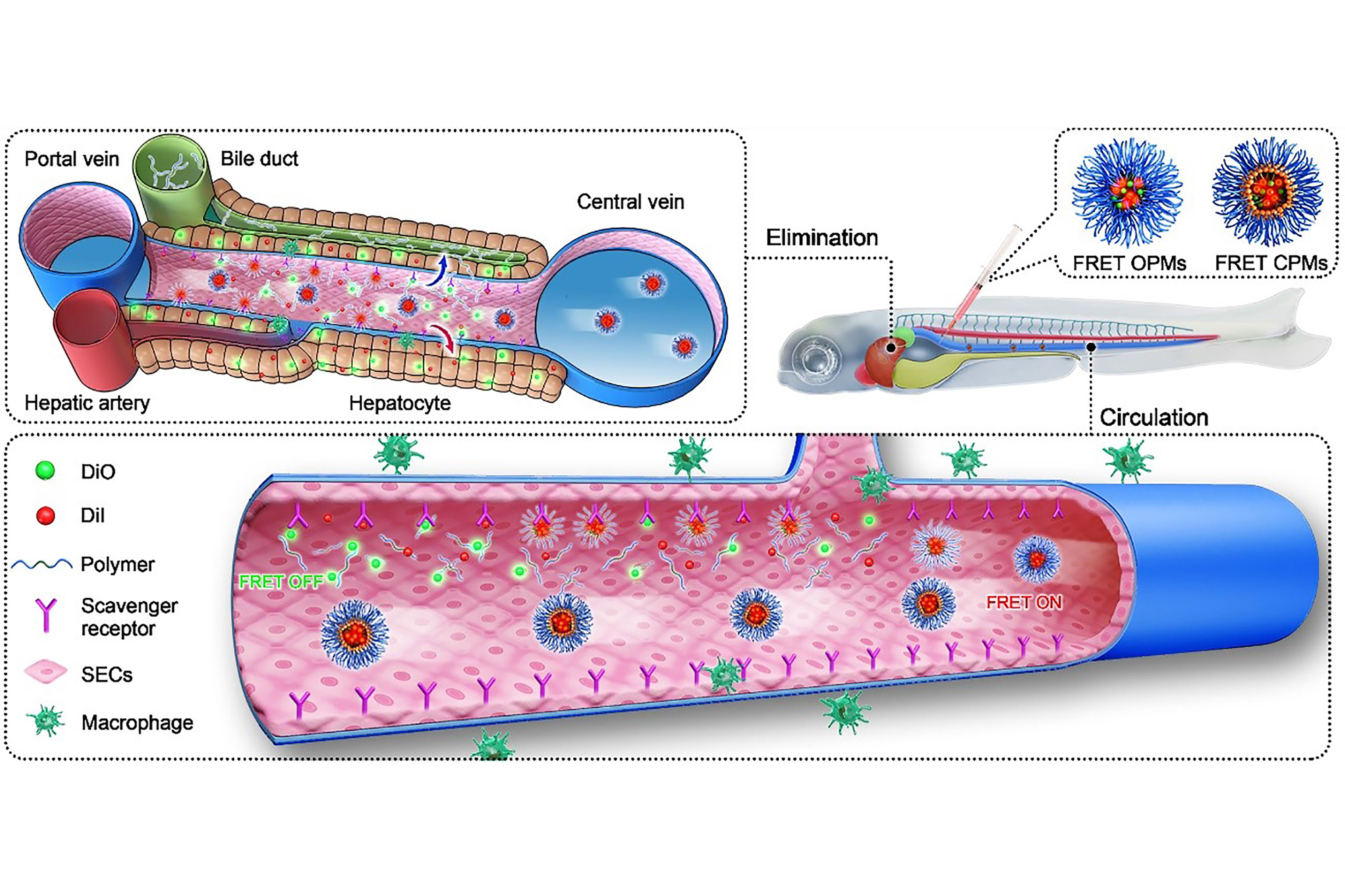 UM reports breakthrough in nanomedicines’ biofate in vivo