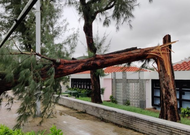 Typhoon Higos damages 1,000 trees