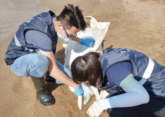 White dolphin carcass found near Cheoc Van Beach