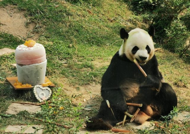 IAM celebrates Hoi Hoi’s 12th birthday