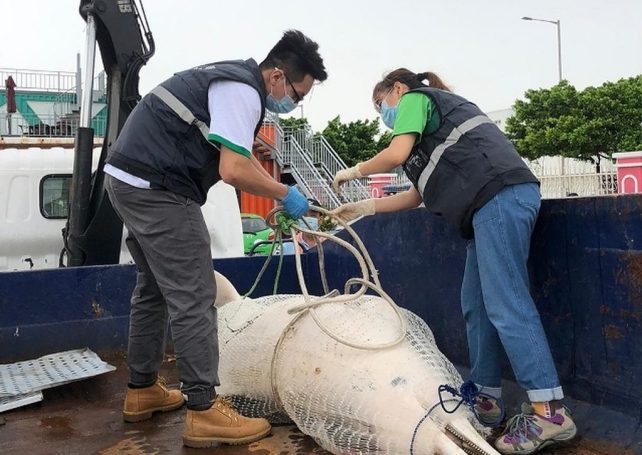 Dead dolphin found off Coloane