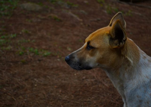 671 stray dogs and cats adopted last year