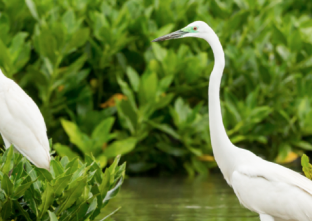 USJ exhibition shows Macao’s mangrove ‘treasure’