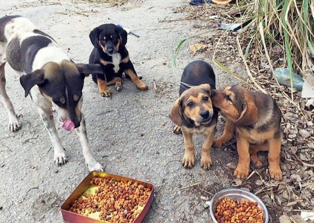TNR plan ‘not suitable’ for Macao