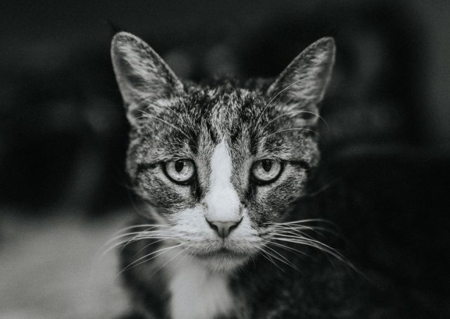 IAM chief says it’s illegal to feed strays, says TNR inappropriate