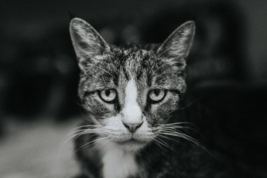 IAM chief says it’s illegal to feed strays, says TNR inappropriate