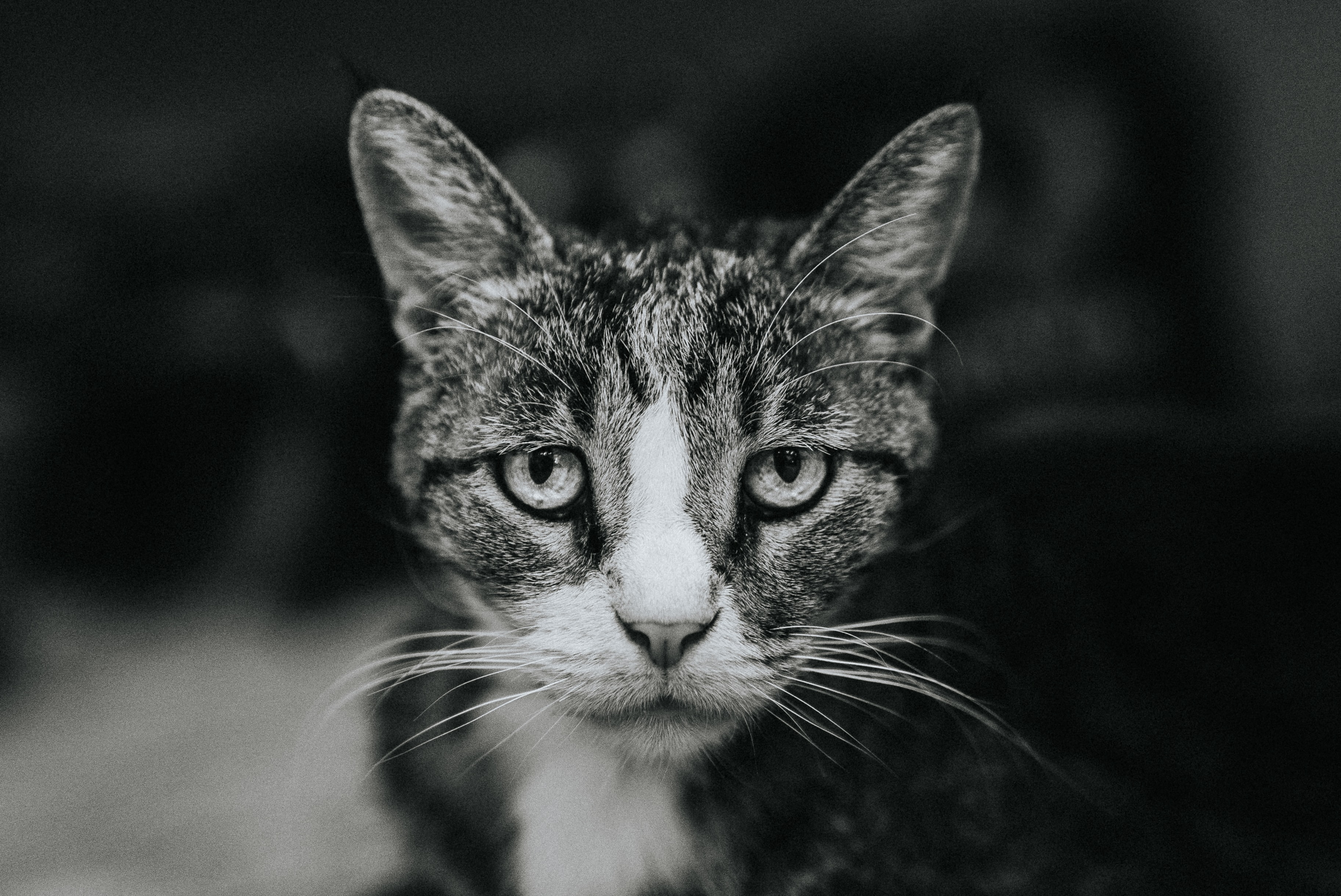 IAM chief says it’s illegal to feed strays, says TNR inappropriate