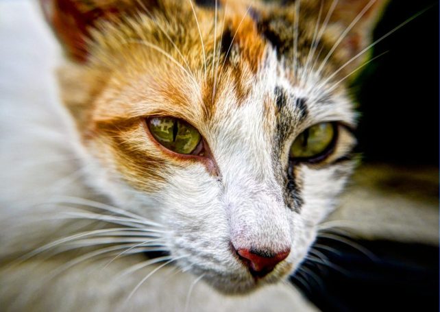 Feeding strays doesn’t equate to abandoning animals
