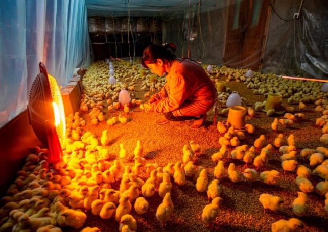 Municipal Affairs Bureau monitors avian flu threat