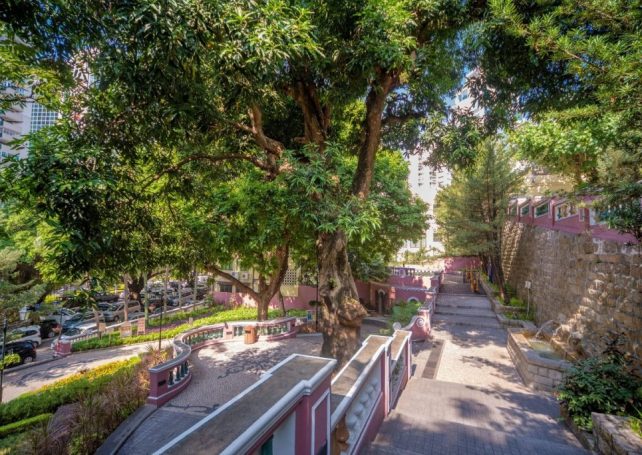 IAM launches ‘old & valuable trees’ website