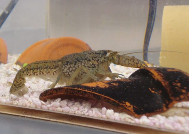 Predator threatens Macao fish stocks